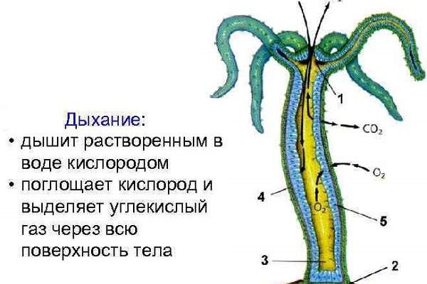 Как найти ссылку на кракен